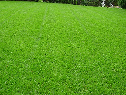 Dürreresistente Rasenmischung Berliner Tiergarten 1kg für ca. 30 m² - 2