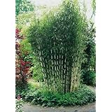 Horstbildender Bambus"Pingwu" (Fargesia robusta) - Winterharte Bambus-Pflanze ohne Ausläufer von Garten Schlüter