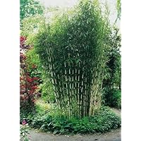 Horstbildender Bambus"Pingwu" (Fargesia robusta) - Winterharte Bambus-Pflanze ohne Ausläufer von Garten Schlüter