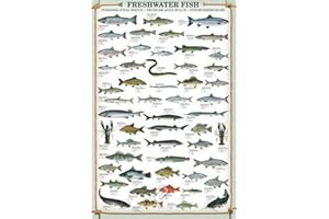 EMPIREPOSTER Empire Interactive - pósters Asunto: Peces de Agua Dulce (Inglés), con Accesorios Multicolores