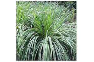 PLANTGENESIS Cymbopogon citratus/Citronella Grass/West Indian Lemon Grass/Seeds