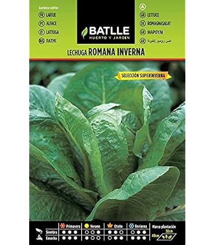 Lattuga, Red Leaf lattuga romana Semi, biologica, non OGM, 50+ semi per pacchetto, sano Hearty, Un grande addtion a qualsiasi insalata