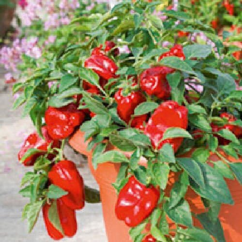 Viridis Hortus - 3 x Redskin - Sweet Pepper Plug Plants