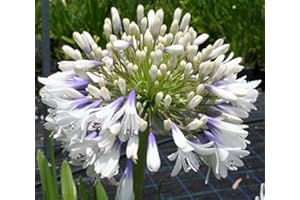 COUNTRY CLIMBERS & GARDEN FAVOURITES Agapanthus Queen Mum Perennial Plant White and Violet Blue Flowers 2 Litre Pot