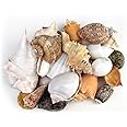 Decorative mix artificial Sea shell for craft, jewellary making, Aquarium, Resin Art, Mix Assorted seashell collection (All sizes) (400, Grams)