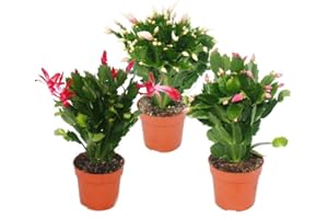 EXOTENHERZ Christmas Cactus - Schlumbergera - Set of 3 plants