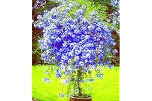 GENERIC 100 Pcs Plumbago Seeds, Blue Plumbago Bonsai Seeds, Plumbago Capensis DIY Potted Plant,Perennial Flowers Garden