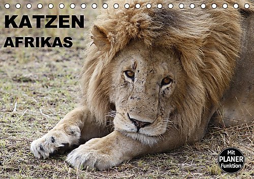 Katzen Afrikas (Tischkalender 2017 DIN A5 quer): Faszinierende Begegnungen mit wilden Raubkatzen in Afrika (Geburtstagskalender, 14 Seiten ) (CALVENDO Tiere)