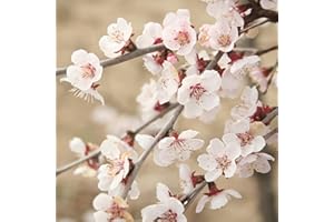 YouGarden Flowering Ornamental Cherry Tree Prunus 'Kojo no Mai', Standard Tree in 3L Pot, 90cm Tall Plant, Ready to Plant