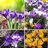 Gemischt: 100 Stücke Safran Samen, Safran Blumensamen, Safran Krokus Samen, Garten Blumen Pflanze, Bonsai Balkon Blume Pflanz