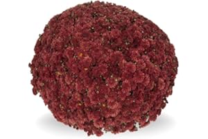 Perfect Plants - Chrysanthemum Plants - Stunning Red Flowers - Outdoor Garden Ready in 17cm Pots - Perennial All Year Round - Garden Mums