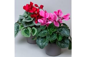 TROPICAL PLANTS UK Cyclamen Plants – Jumbo Flowering Cyclamen, Indoor House Plants in 13cm Pots (Set of 2)