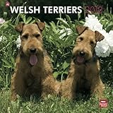 Welsh Terriers 2012 by 