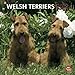 Welsh Terriers 2012 by 