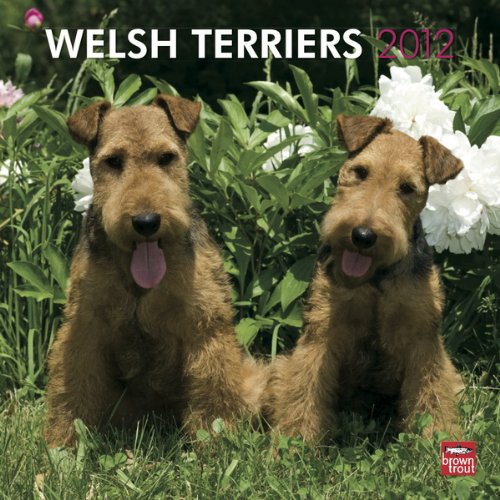 Welsh Terriers 2012