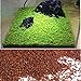 Produktbild Leaftree Aquarium Wasser Grassamen, Aquarium Pflanzensamen Landschaft Grassamen Moos Pflanzen Garnelen Tank Wasserpflanzen