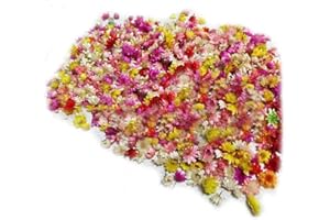 TAOYUN 2g Dried Flower Head Colorful Daisy Small Star Flower Glass Cover Nail Art Filling Epoxy Hand Craft DIY (200pcs approx)