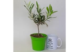 TROPICAL PLANTS UK Olive Tree – Live Olives Plant for Indoors or Outdoors, Ideal House Plants or Garden Tree, Beautiful Indoor Plant for Home Décor – Easy Care Olive Trees in 12cm Pot