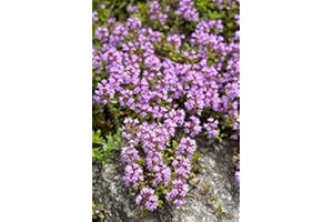 LEGUTKO Creeping Thyme, Breckland Thyme seeds - Thymus serpyllum