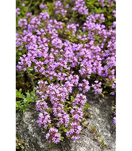 Seeds ® Rampicant thyme seeds 500 seeds - Magic Carpet - Thymus Serpyllum- perennial coverage