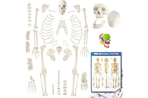 EVOTECH SCIENTIFIC Evotech Disarticulated Human Skeleton Model for Anatomy 67'' Full Size Skeleton Model W/Half Size15Pcs Exploded Skull, Posters, Skull, Spine, Bones, Articulated Hand Foot, for Anatomy Medical Learning