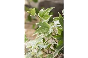 Efeu 'White Ripple' - Hedera helix, winterhart, grün-weißes Laub, in Gärtnerqualität von Blumen Eber - 12 cm