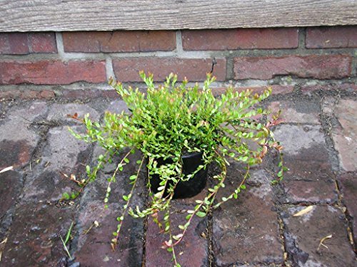 Großfruchtige Moosbeere - Cranberry - Vaccinium macrocarpon Red Star 20 - 30 cm im 1,5 Liter Pflanzcontainer