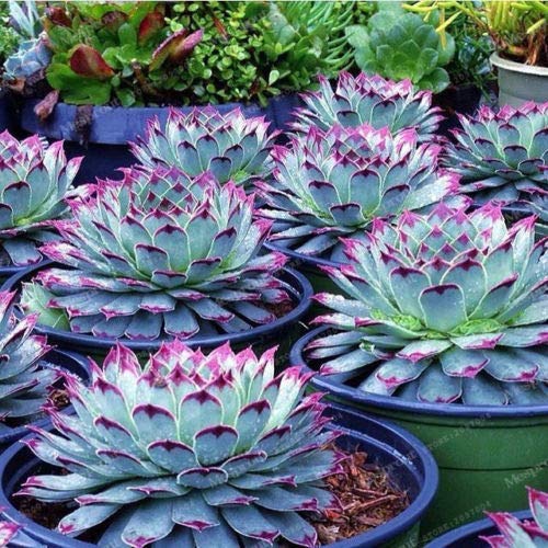 Buy Srushti Traders Japanese Polygon Succulents Rare Flower Mini Cactus Fleshier Plant Seeds Online At Low Prices In India Srushti Traders Japanese Polygon Succulents Rare Flower Mini Cactus Fleshier Plant Seeds