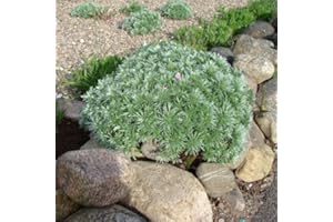 LE GEORGICHE Pianta vera di Artemisia schmidtiana "Nana" - Diametro Vaso Ø 14 cm