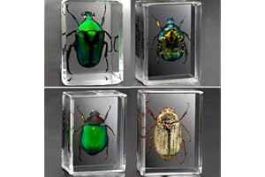 Earnmore Insektenharz，Echtes Insekt Briefbeschwerer Präparation Präparat，Unterrichtender Beobachtungsspielzeug Skorpionsspinnenkäfer des transparenten Harzes kreativen kleinen Dekorationskindergartens