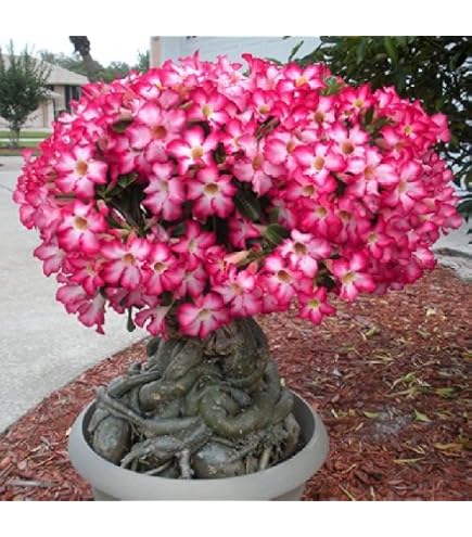 SAFLAX - Bonsai - Wstenrose - 8 Samen - Adenium obesum : Amazon.de: Garten