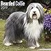 Produktbild Bearded Collie Calendar 2019 (Square)