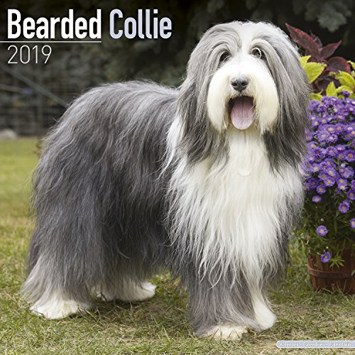 Preisvergleich Produktbild Bearded Collie Calendar 2019 (Square)