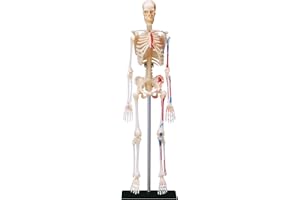 EXPLORA SCIENCES EXPLORA - Squelette - Anatomie du Corps Humain - 546059 - Modèle Réaliste de 46 Pièces - Notice d'Assemblage et Quiz Éducatif - Kit de Découverte - Jeu pour Enfant - Scientifique - À Partir de 8 Ans