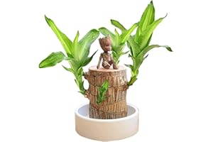 ERISAMO Lucky Bamboo Plants Indoor - Artificial Tree Stump - Wood Stump- Mini Brazil Lucky Wood -Magical Sprouting Lucky Bamboo Wood - Brazilian Lucky Wood Plant - Tree Stump Decor (Brazilian Wood+doll)