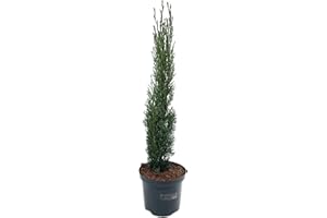 INTRAGARTEN GMBH Cupressus sempervirens 'Totem' von Intragarten Mittelmeerzypresse 'Totem' | 40-50cm | winterhart und immergrün im 2 Liter Topf gewachsen