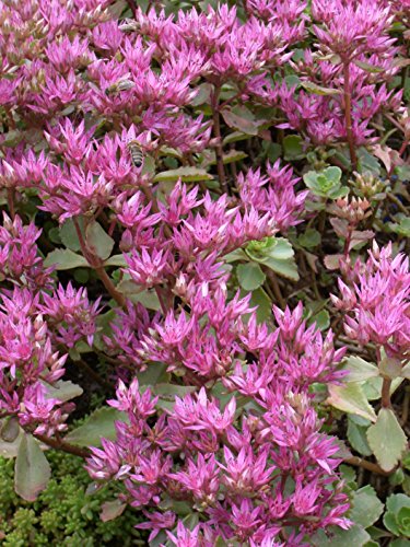 Sedum spurium Purpurteppich, 100 Pflanzen