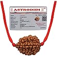 ASTRODIDI Original and Certified 2 Mukhi Rudraksha Bead with Red Thread for Daily Wearing for Men Women Boys and Girls | Natural Two Face Rudraksh Bead | Unisex Design
