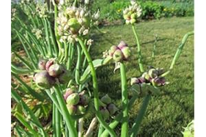 Portal Cool Egyptian Air o Pavimento Cipolla - Walking Cipolla egiziana - 5+ Cipolle