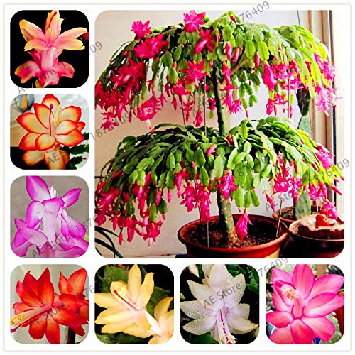 Graines Bulbes Fruit Tropical Fleurs Graines Plante