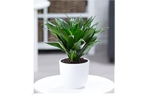 BALDUR Garten Dracena Compacta, 1 Plant, Air Purifying Indoor Plant, Supports the Indoor Climate, Dragon Tree, Dragon Lily, Very Easy Care Green Plant, Perennial - Keep Frost-Free