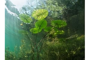 H2O-Pflanze Wasserreinigende Teichpflanzen Set | winterharte Arten | Gärtner-Qualität aus Deutschland | Unterwasser-Klärpflanzen | Sauerstoffpflanzenn