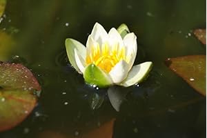 WFW WASSERFLORA Weiße Zwerg-Seerose/Nymphaea pygmaea Alba (tetragona) Miniseerose im 9x9 cm Topf