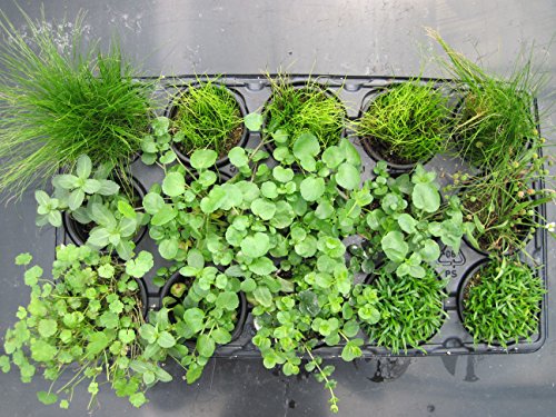 Premium-Unterwasserpflanzen-Mix - 15 Stück - zur Fadenalgenbekämpfung im Teich- inkl. drei Bund Stängelpflanzen und einem Bund Japanischen Wasserpfeffer je nach Verfügbarkeit