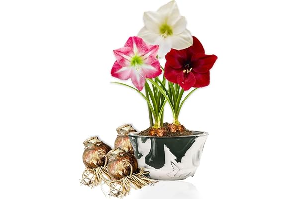 Amaryllis Bulbe Collection Budget - 3 pièces - Bulbes à fleurs grand format 26/28 - Naturelle plantes de Hollande - Hippeastrum (pas de graines, sans cire, non artificielle)