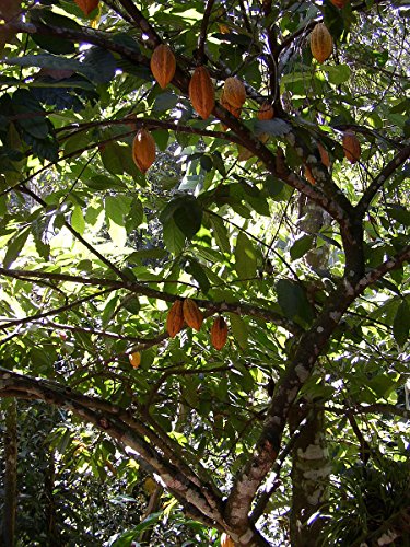 Kakaobaum (Theobroma cacao) 3 Samen