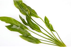 MÜHLAN WASSERPFLANZEN 1 pot Echinodorus Bleheri, aquatic plant