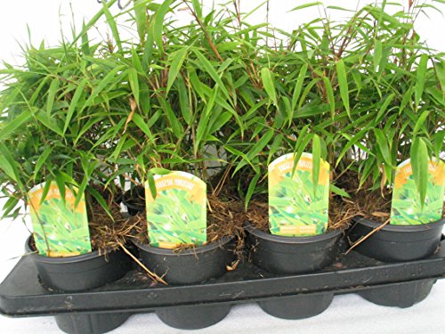 Fargesia murielae Jumbo,Gartenbambus 40-60 cm +/-,13cm Topf