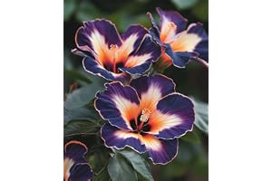 Hibiskuslökar UK, Sällsynta och Vackra Hibiskuslökar i Parti, Professionell Plantering för Fantastiska Trädgårdsdisplayer - 1