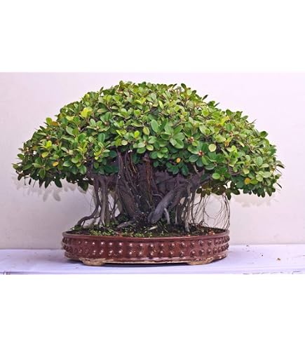 substrat bonsai ficus Ficus Indoor Bonsai Tree main image 1